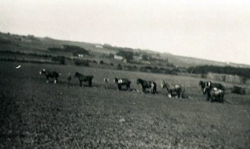 Gerning - Heste og karle i marken på Bidstrup 1932